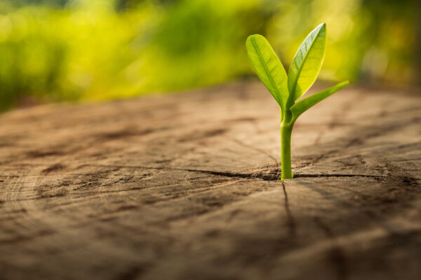 New,Life,Idea,Concept,With,Seedling,Growing,Sprout,(tree).business,Development
